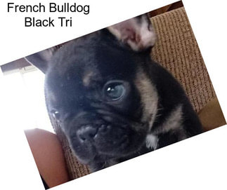 French Bulldog Black Tri