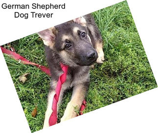 German Shepherd Dog Trever