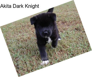 Akita Dark Knight