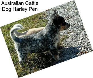 Australian Cattle Dog Harley Pen