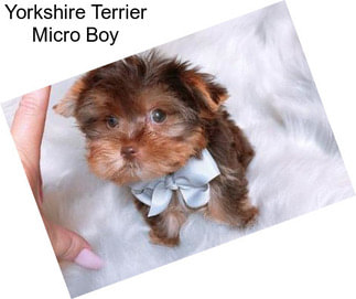 Yorkshire Terrier Micro Boy