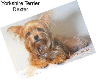 Yorkshire Terrier Dexter