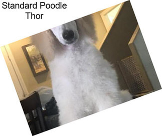 Standard Poodle Thor