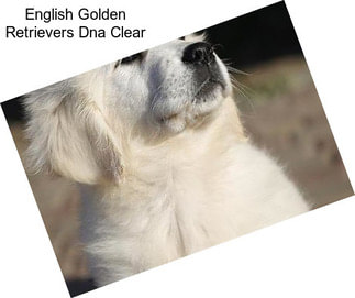 English Golden Retrievers Dna Clear