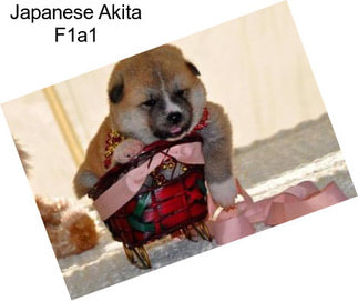 Japanese Akita F1a1