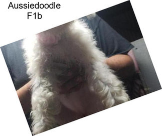 Aussiedoodle F1b