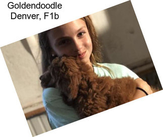 Goldendoodle Denver, F1b