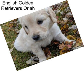 English Golden Retrievers Oriah