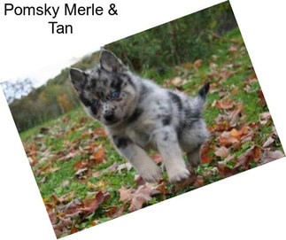 Pomsky Merle & Tan