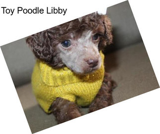 Toy Poodle Libby