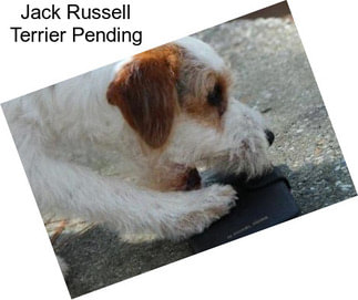 Jack Russell Terrier Pending