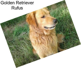 Golden Retriever Rufus