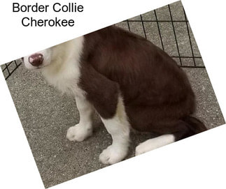 Border Collie Cherokee