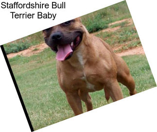 Staffordshire Bull Terrier Baby