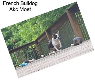 French Bulldog Akc Moet