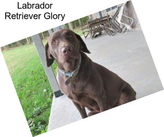 Labrador Retriever Glory