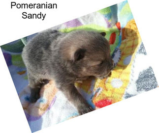 Pomeranian Sandy