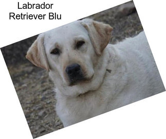 Labrador Retriever Blu