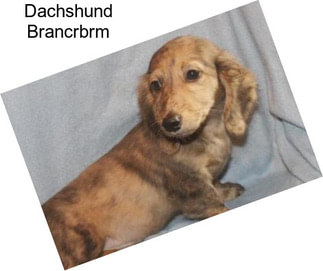 Dachshund Brancrbrm