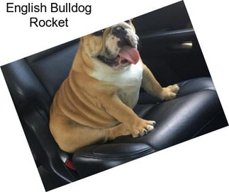 English Bulldog Rocket