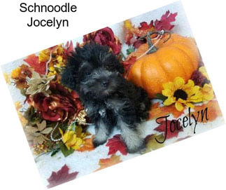 Schnoodle Jocelyn