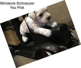 Miniature Schnauzer You Pick