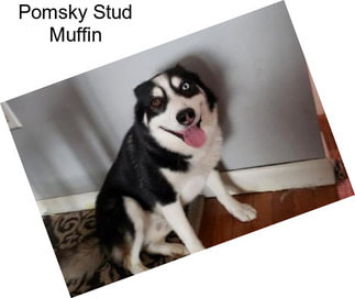 Pomsky Stud Muffin