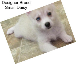 Designer Breed Small Daisy
