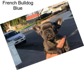 French Bulldog Blue