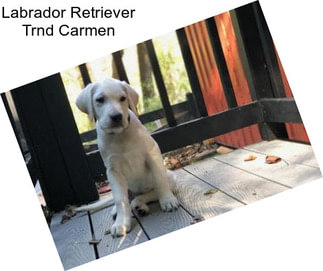 Labrador Retriever Trnd Carmen