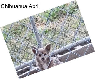 Chihuahua April