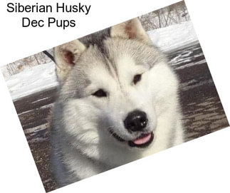 Siberian Husky Dec Pups