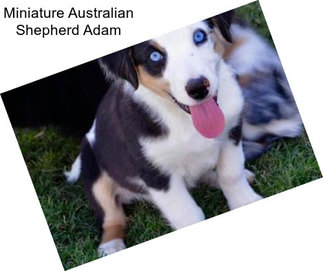 Miniature Australian Shepherd Adam