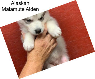 Alaskan Malamute Aiden