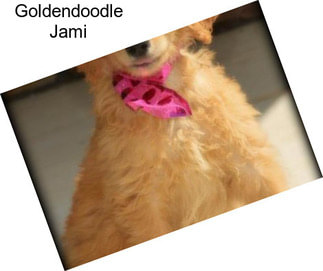 Goldendoodle Jami