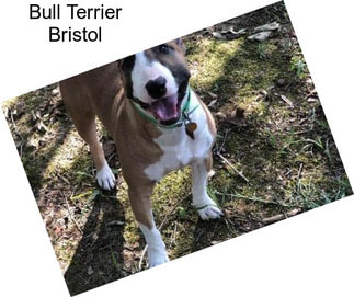 Bull Terrier Bristol