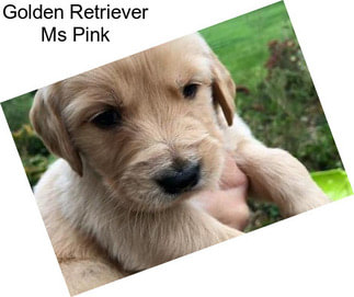 Golden Retriever Ms Pink