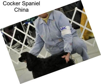 Cocker Spaniel China