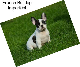 French Bulldog Imperfect