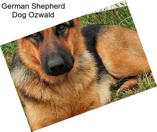 German Shepherd Dog Ozwald