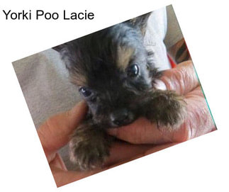 Yorki Poo Lacie