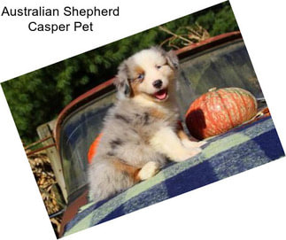 Australian Shepherd Casper Pet