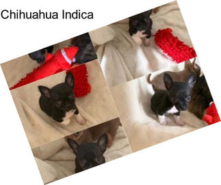 Chihuahua Indica