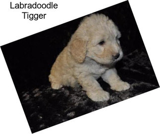 Labradoodle Tigger