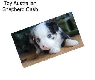 Toy Australian Shepherd Cash