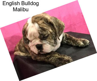 English Bulldog Malibu