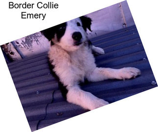 Border Collie Emery