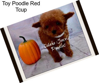 Toy Poodle Red Tcup