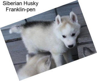 Siberian Husky Franklin-pen
