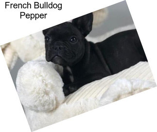 French Bulldog Pepper